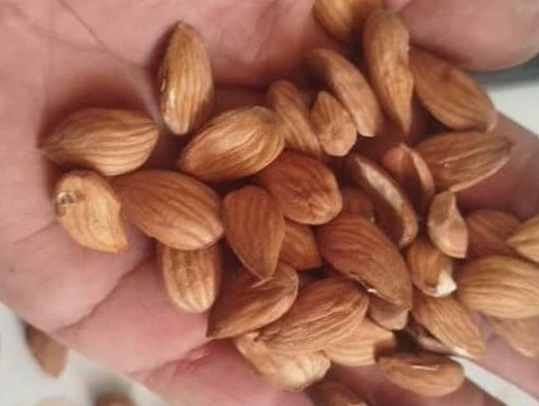 مغز بادام شکسته ارگانیک و مرغوب با بسته بندی استاندارد